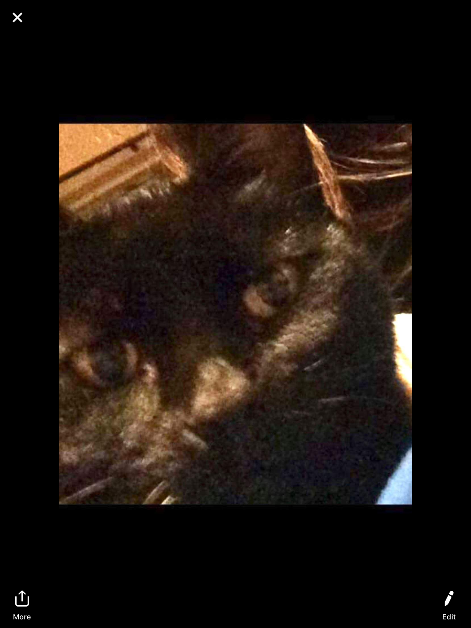 Cat Image